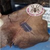 ISOPOD